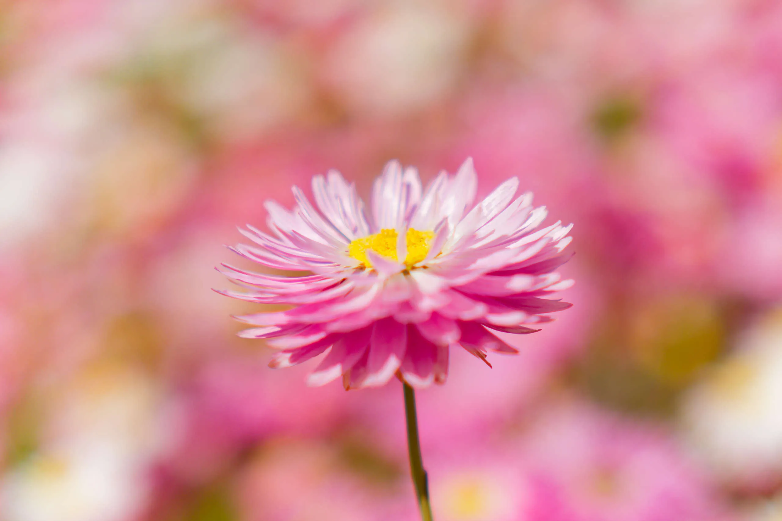 Sample Gallery post (Markdown!) featured image